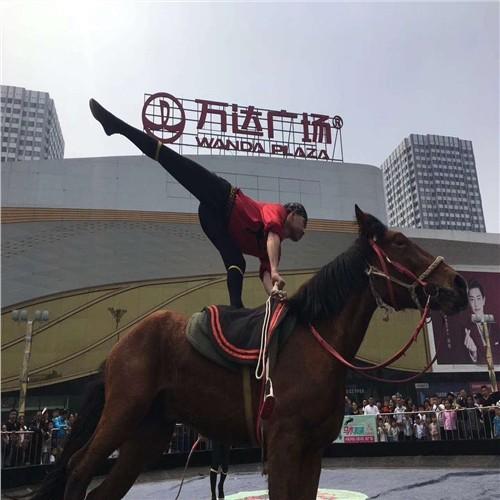 宜賓市哪里有馬戲團(tuán)表演出租一天多少錢 - 眾鑫動物表演租賃