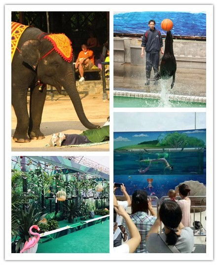 普洱大飛輪馬戲團表演出租火爆預(yù)約