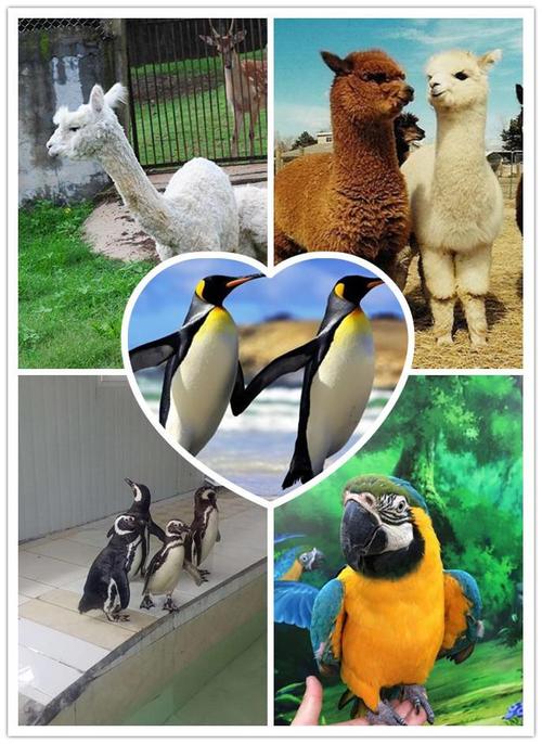 海寧外籍馬戲團(tuán)表演出租_金鵬動物租賃公司-嘉興今天信息