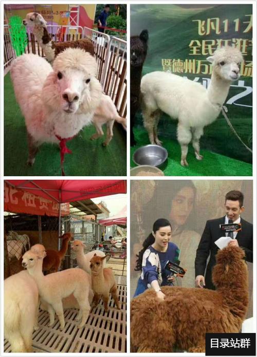 化州馬戲團(tuán)表演出租租賃演出精華