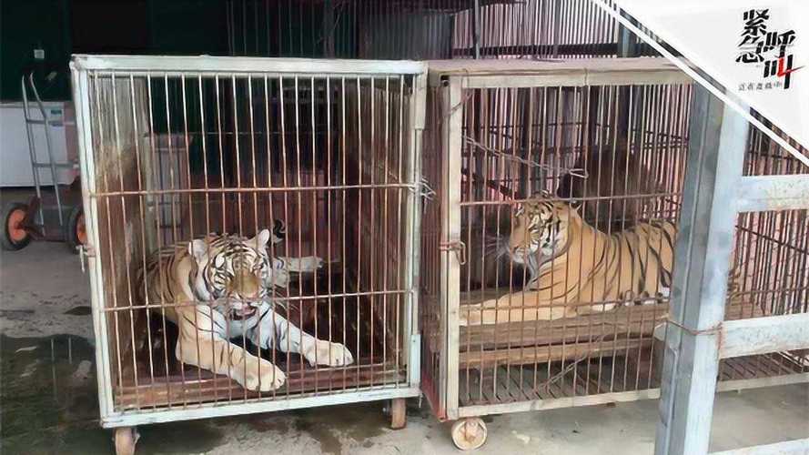 追蹤馬戲團(tuán)逃脫老虎來源地宿州:租動物隨意 花錢也可以租馴養(yǎng)證