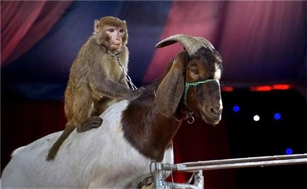 馬戲團(tuán)動物表演需要審批哪些手續(xù)才行_動物租賃網(wǎng)