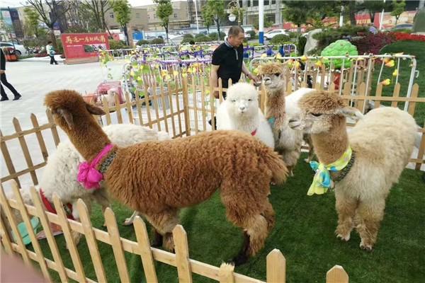 雙鴨山市雜技專場表演哪出租馬戲團表演