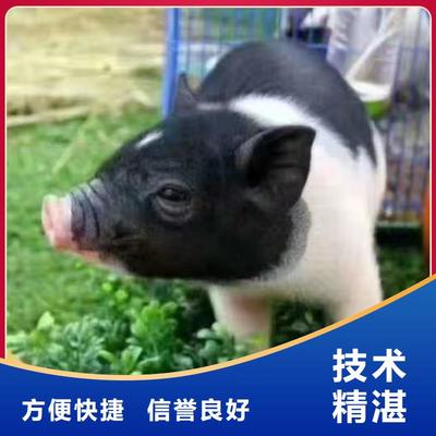 萌寵動物展覽暖場活動