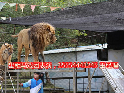 孝感市|海獅表演-出租企鵝。-企匯網