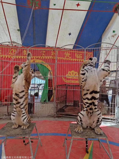 阿拉善盟雜技馬戲團表演活動資源