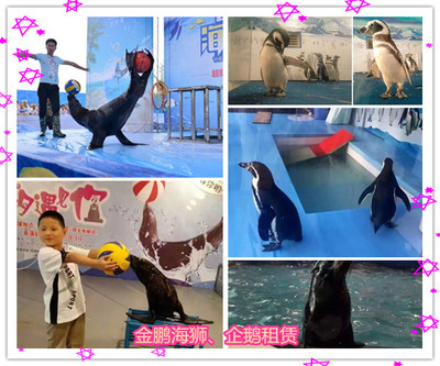 合作活體企鵝、海獅動物表演租賃出租_馬戲團表演租賃_活體企鵝租賃_羊駝租賃_山東金鵬動物租賃 - 商國互聯網