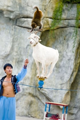 春節租賃馬戲表演甘肅省