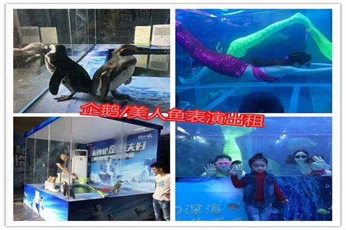 春節(jié)馬戲團(tuán)出租七天演出費用