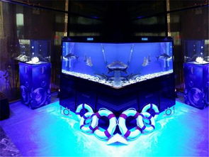 特色經(jīng)典馬戲表演出租高州海獅表演租賃