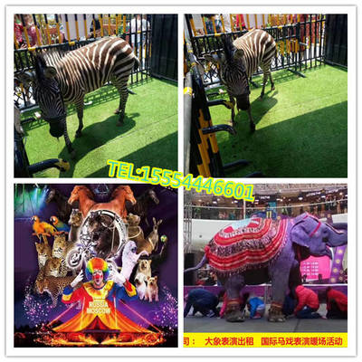 開封市馬戲團(tuán)租賃鸚鵡表演出租