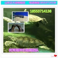 美人魚表演出租 魚缸展租賃 水母展覽出租 鯊魚熱帶魚出