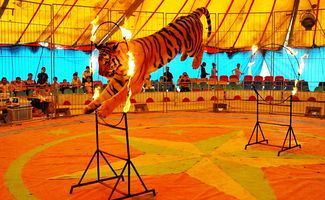 馬戲團(tuán)出租租賃四川馬戲團(tuán)表演哪里有出租的馬戲團(tuán)表演