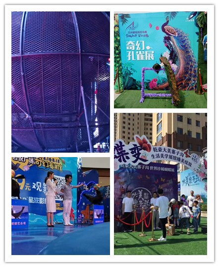 臺州市本地雜技馬戲團(tuán)表演出租