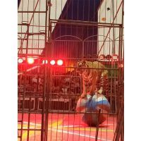 【哪里有馬戲團表演出租的獅虎表演出租專業馬戲活動圖片】哪里有馬戲團表演出租的獅虎表演出租專業馬戲活動