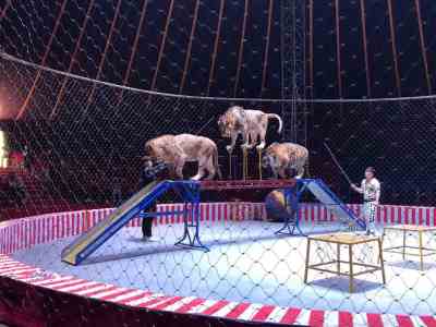 無錫環(huán)球飛車出租附近馬戲團資源