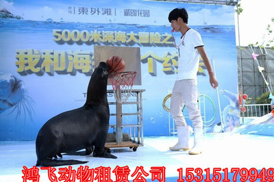 河南省平輿馬戲團動物雜技表演出租價格優惠嗎