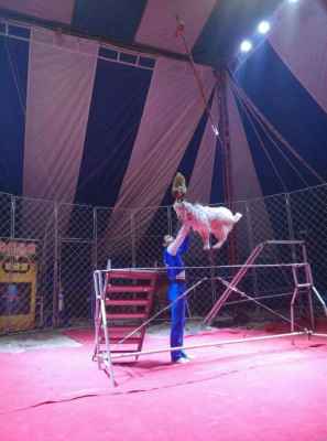 大型馬戲團表演陜西銅川市大型馬戲團表演出租報價