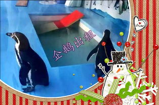 本地新聞 沈陽(yáng)有馬戲團(tuán)出租 租賃