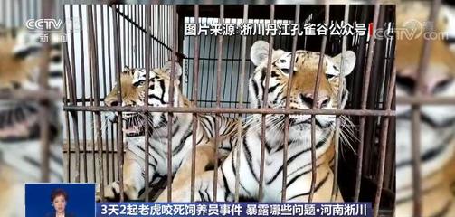 禍患常積于忽微!3天2起老虎咬死飼養(yǎng)員事件令人痛心 暴露了哪些問題?