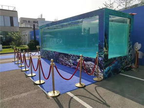 九江市馬戲團山羊表演.