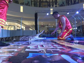 煙臺市馬戲團租賃小丑猛獸動物表演租賃