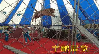 青海海南州馬戲團(tuán)獅子老虎表演出租演出費(fèi)多少錢