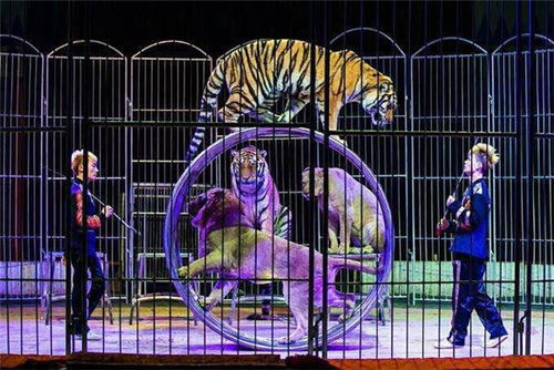 十國皇家馬戲團(tuán)全球巡演漯河站春節(jié)空降花桂莊園