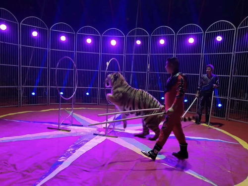 大型馬戲團(tuán)派對(duì) 驚險(xiǎn)刺激馬戲團(tuán)表演出租租賃