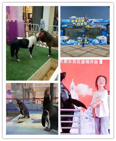 廣東潮州市馬戲團(tuán)表演出租