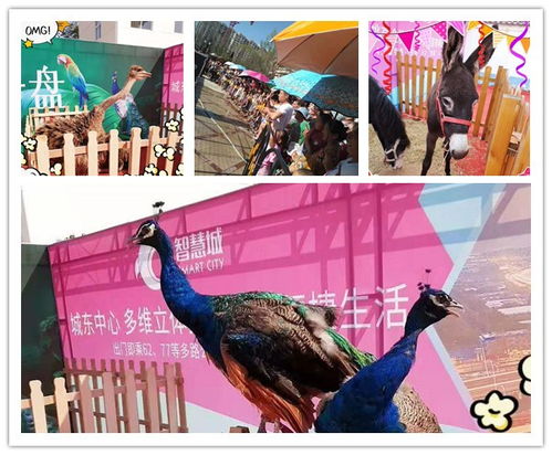 觀賞羊駝出租通化