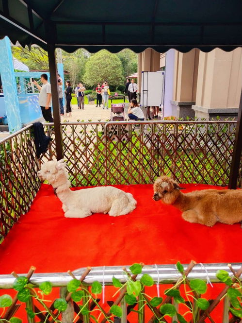 馴鹿出租馴鹿展覽馴鹿租賃價格