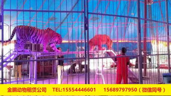 專(zhuān)業(yè)出租馬戲團(tuán)表演與冰雕展出租賃服務(wù)