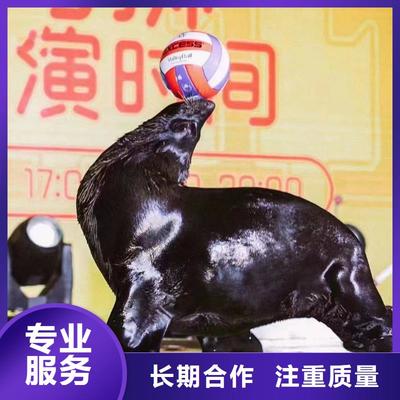 海上樂園奇妙夜 鸚鵡表演與冰雕藝術的完美交融