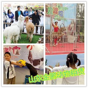 寧安市馬戲團(tuán)表演租賃與合作指南